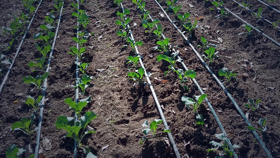 Agricultural & Construction Machinery